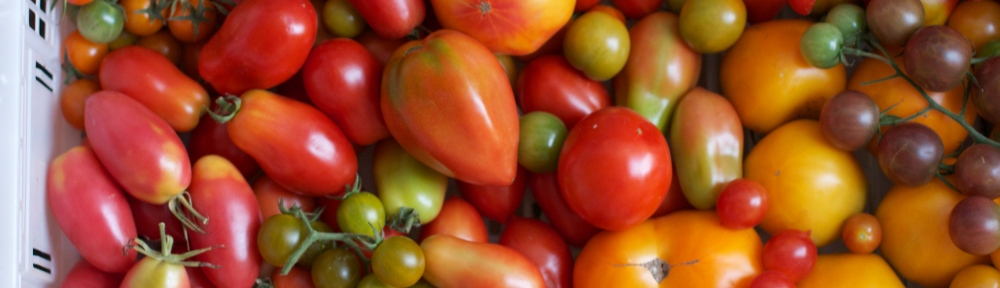 Tomatoes of Many Varieties